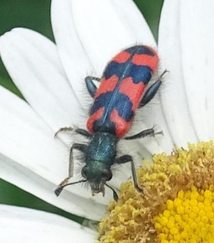Réf. 274 371 : Trichodes alvearius
